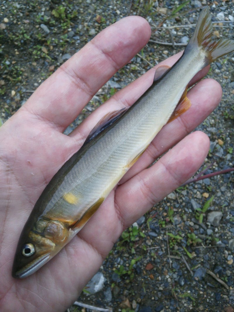 琵琶湖小鮎釣りレポート