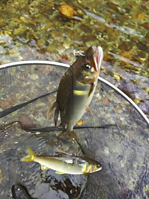 天川釣行と黒滝名物ししコロッケ