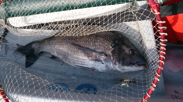 チヌ釣りのパラダイス 宿毛