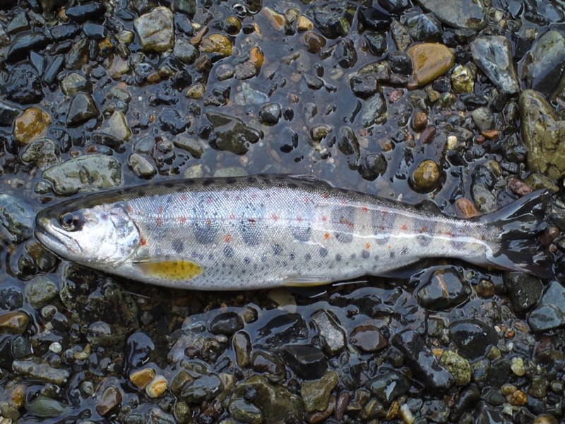 渓流魚と遊ぶ