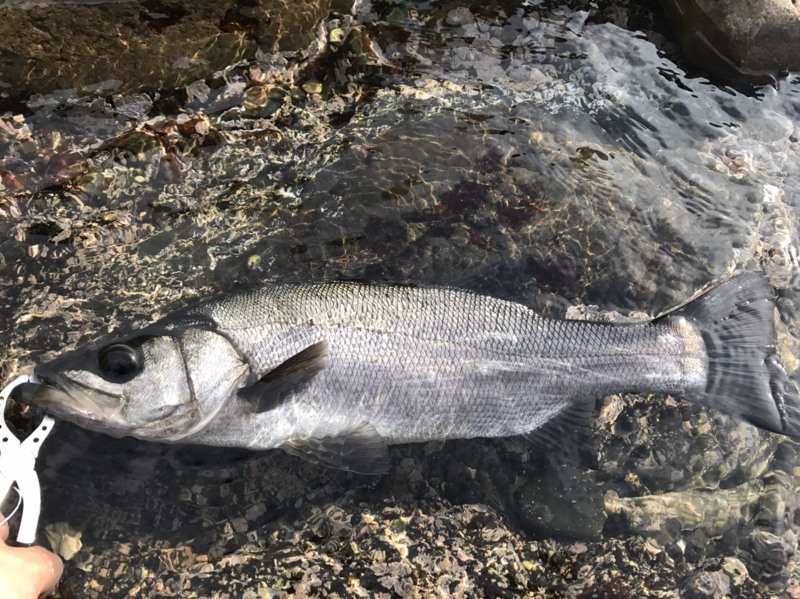 和歌山 ヒラスズキ釣り