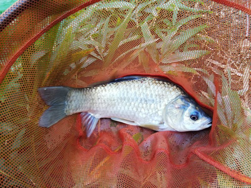 青野ダムの野釣り