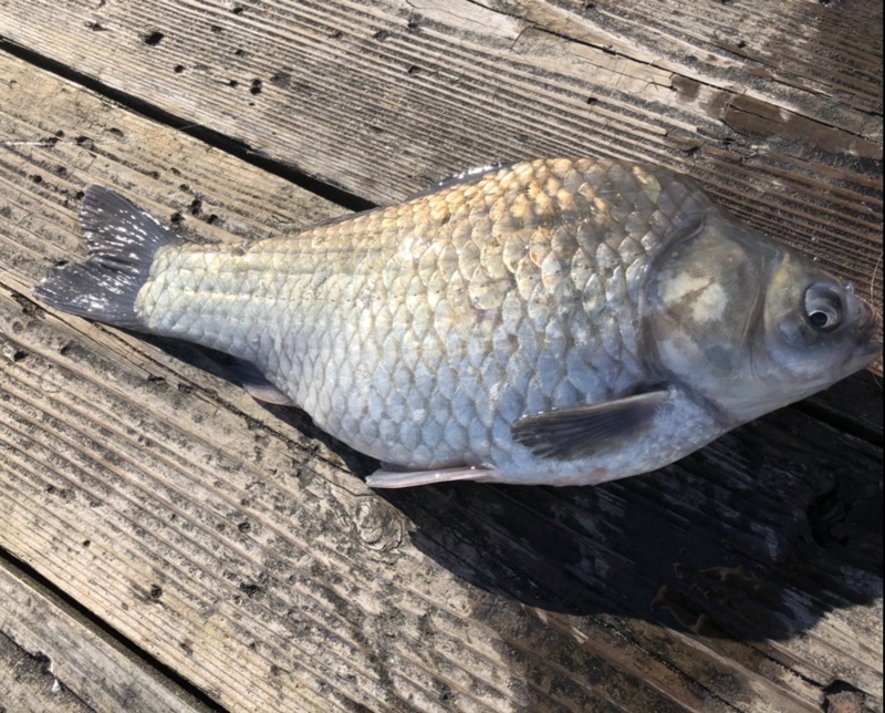 久々のへらぶな釣り!