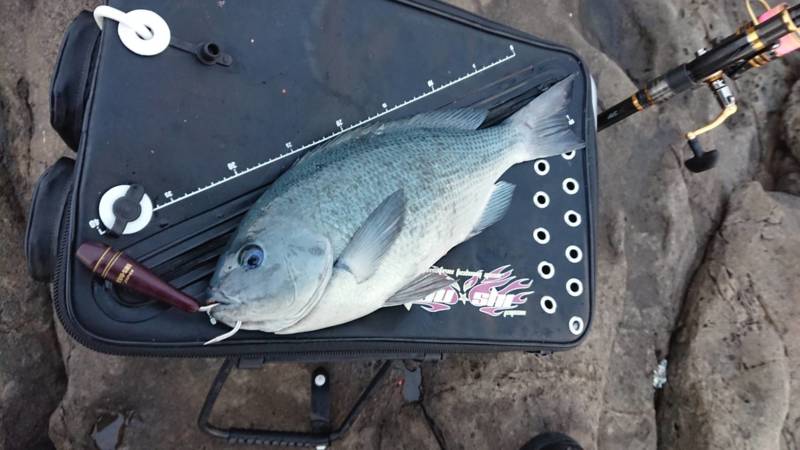 愛媛県 蒋淵でのグレフカセ釣り遠征♪