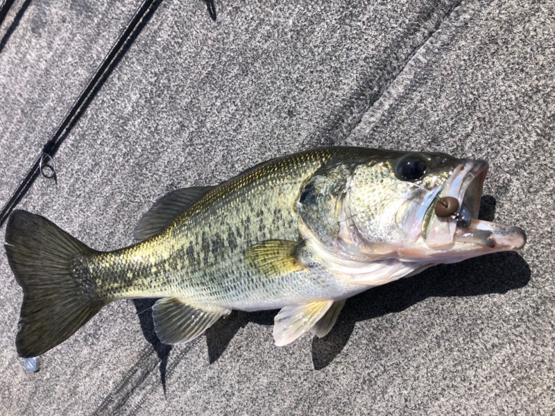 大荒れ琵琶湖釣行