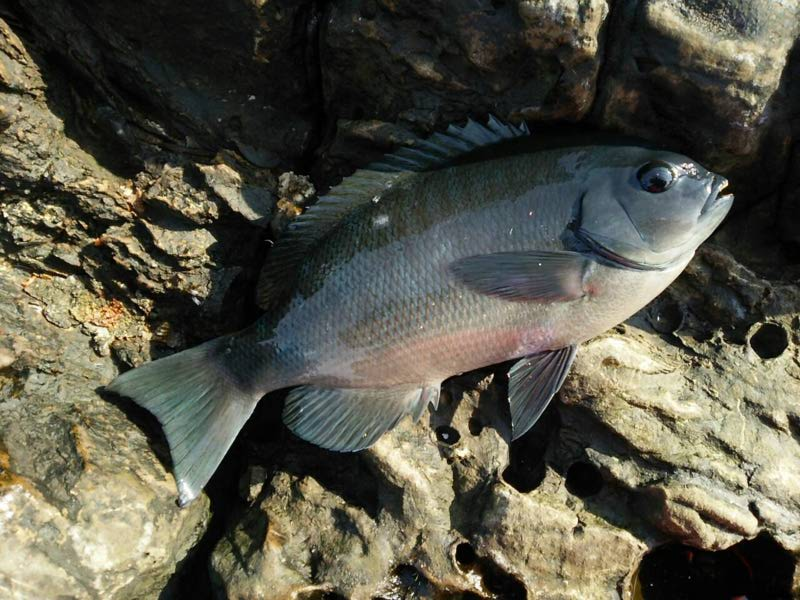 和歌山県見老津でグレ釣り