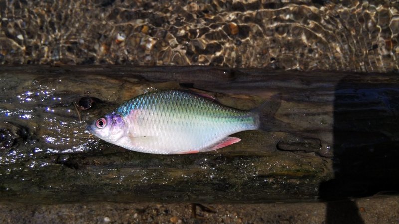 癒しの淡水小物釣り2