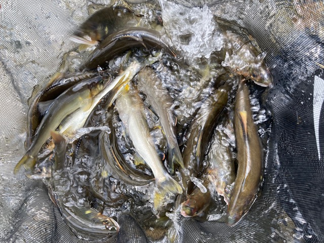 日高川  下げ水狙いの友釣り釣行