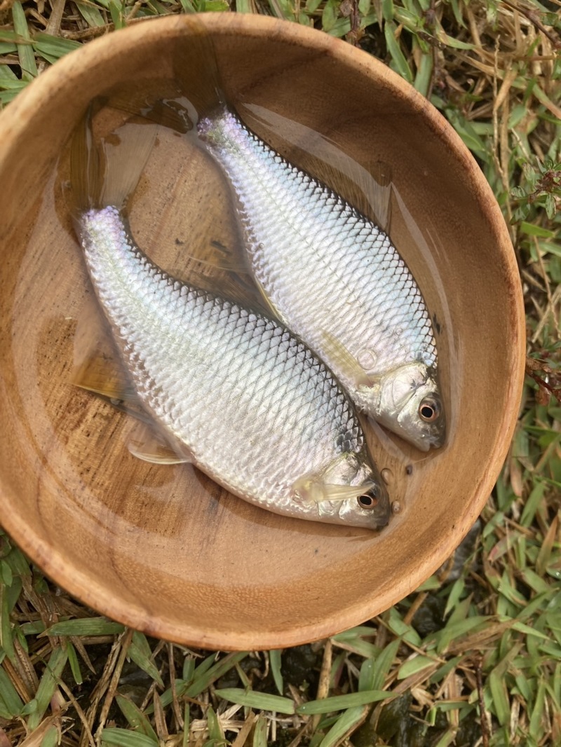 近江八幡タナゴ釣行