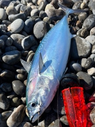 煙樹ヶ浜でカゴ釣り