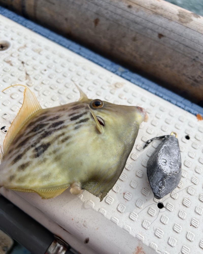 沼島カワハギ釣り