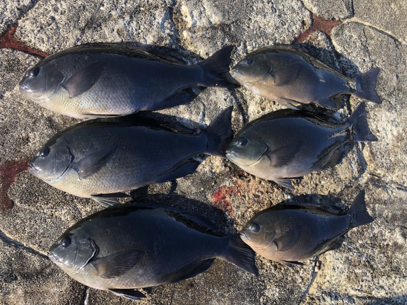 すさみの磯で新年初釣り!