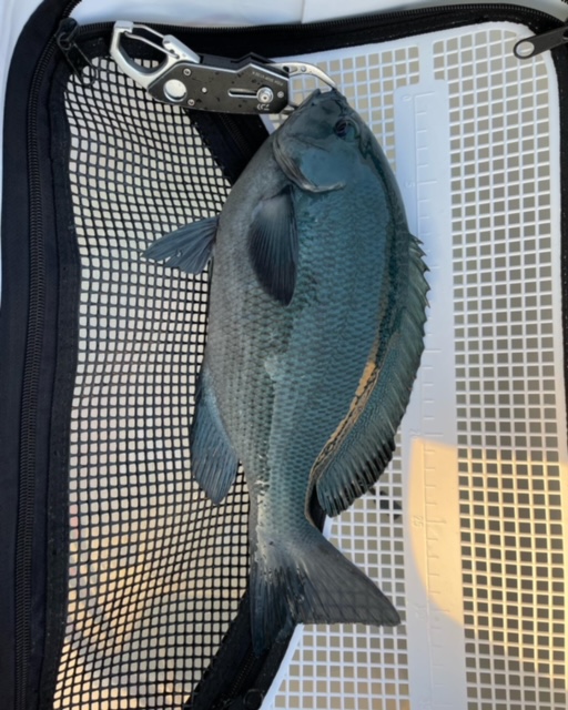 三重県錦 磯釣り