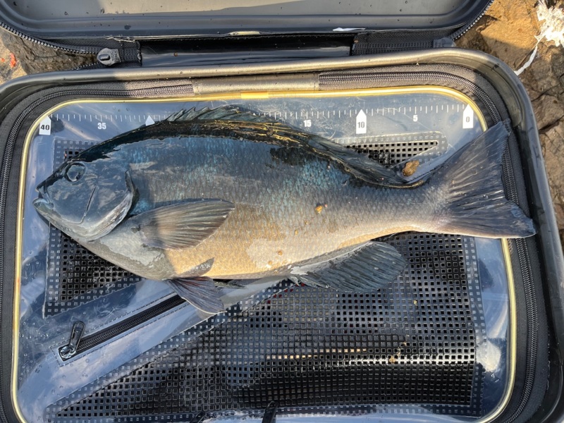 釣り納めの磯釣り