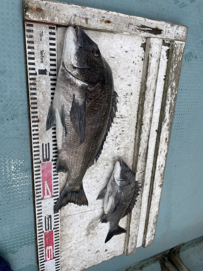 舞鶴 筏チヌ釣り