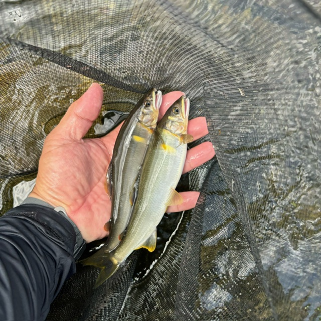 天川村 鮎釣り