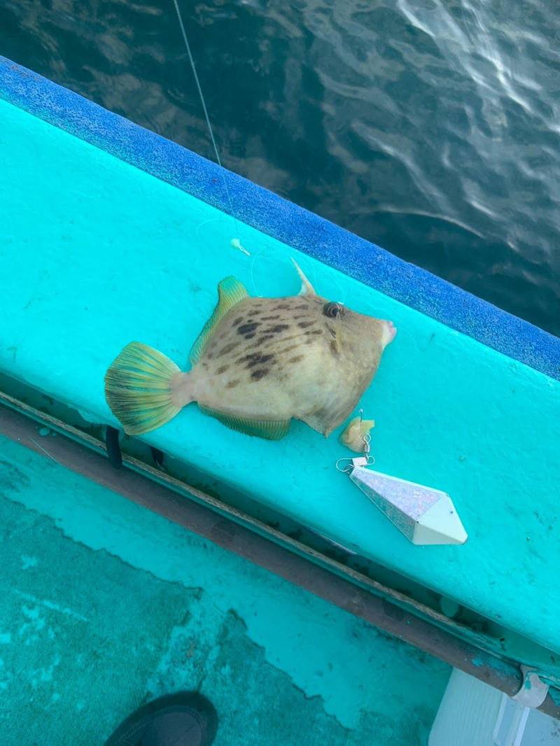 初カワハギ釣り♪