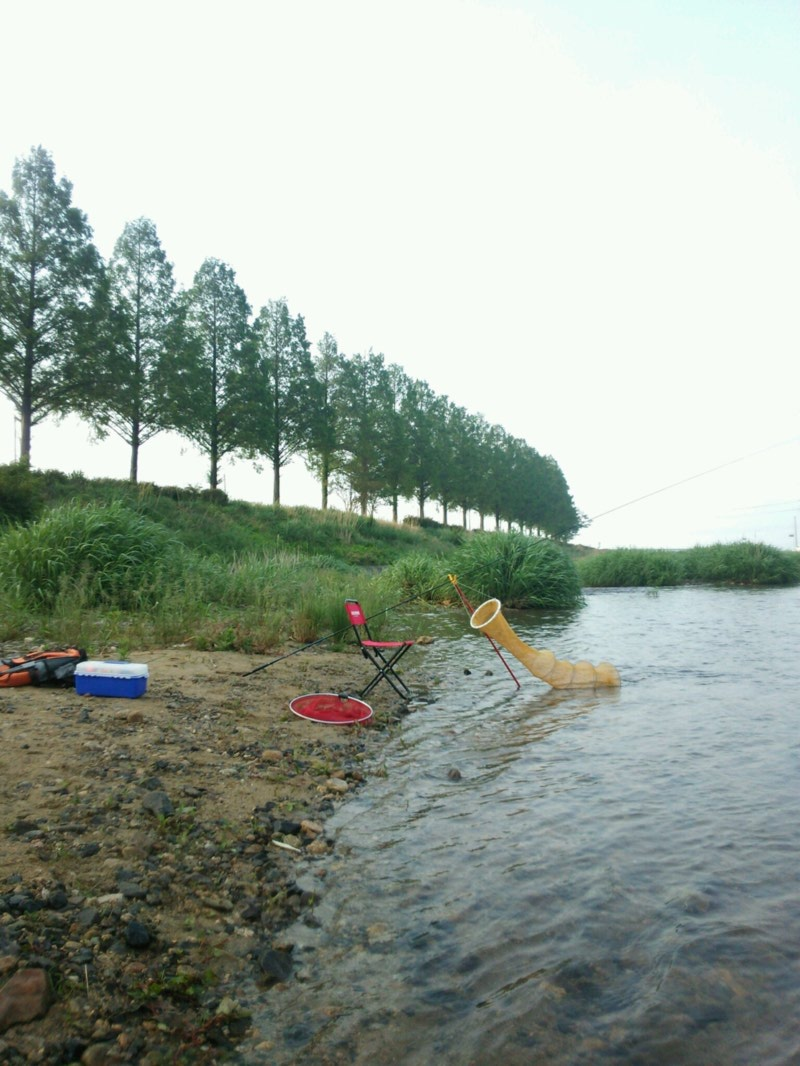 琵琶湖の小鮎